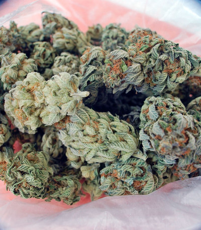 Семена сорта White Berry fem (Paradise Seeds)