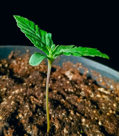 Семена сорта 00 Kush fast fem (00 Seeds)