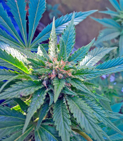 Семена сорта Diesel fem (Dinafem Seeds)