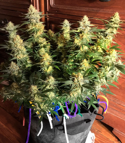 Семена сорта Gelato Auto fem (Herbies Seeds)