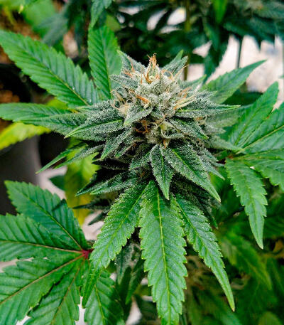 Семена сорта RudeBoi OG F1 fem (Seedkeepers)