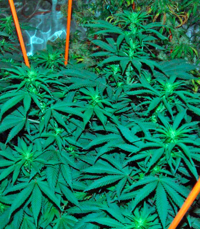 Семена сорта Venus Flytrap fem