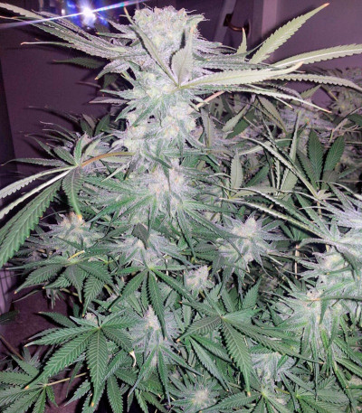 Семена сорта Alaskan Ice fem