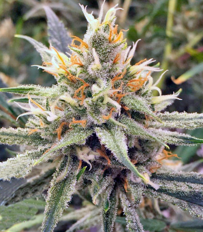 Семена сорта Vanilla Kush fem (Barney's Farm)