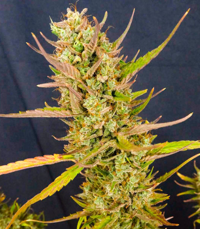 Семена сорта Black Orchid fem (Original Sensible Seeds)