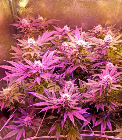 Семена сорта Chocolate Cream fem (00 Seeds)
