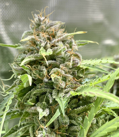 Семена сорта Gorilla fem (Семяныч)