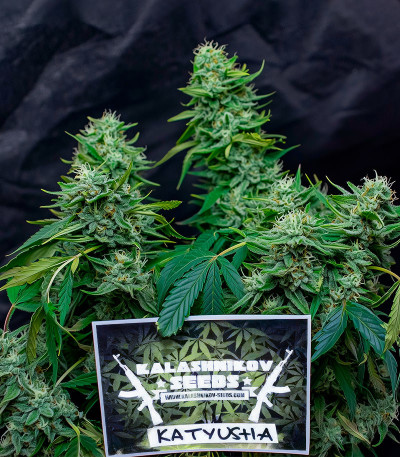 Семена сорта Katyusha fem (Kalashnikov Seeds)