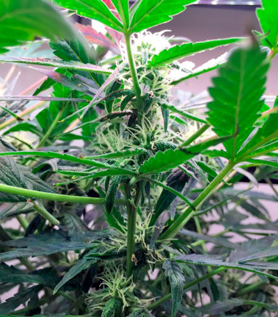 Семена сорта Lemon OG Haze Automatic fem (Nirvana Seeds)