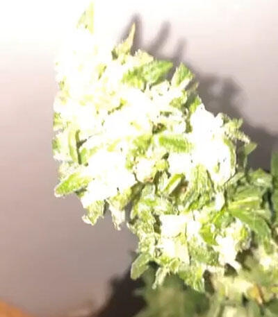 Семена сорта Critical Kush Auto fem (Barney's Farm)