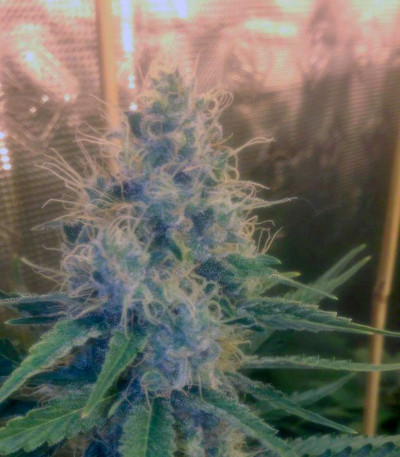 Семена сорта Cream Mandarine F1 Fast Version fem (Sweet Seeds)