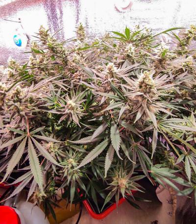 Семена сорта Gelato fem (Семяныч)