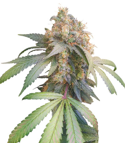 Семена сорта Gorilla fem (00 Seeds)