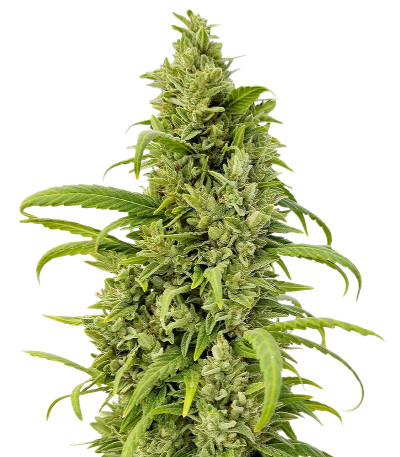 Семена сорта Auto Ak 2 fem (Семяныч)