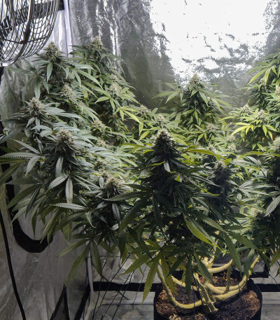 Семена сорта Blue Gelato 41 (Barney's Farm)