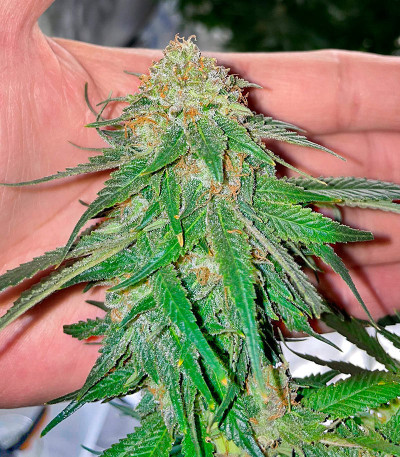 Семена сорта Bruce Banner #3 Auto fem (Herbies Seeds)