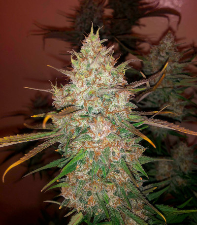 Семена сорта Gorilla Berry Auto fem