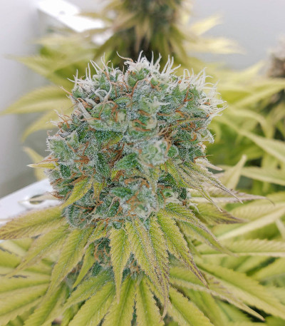 Семена сорта Mazar fem (Dutch Passion)