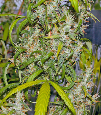 Семена сорта Neville's Haze fem (Green House Seeds)