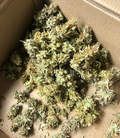 Семена сорта Runtz XL Auto (Sweet Seeds)