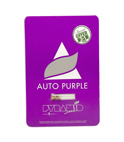 Семена сорта Auto Purple fem (Pyramid Seeds)