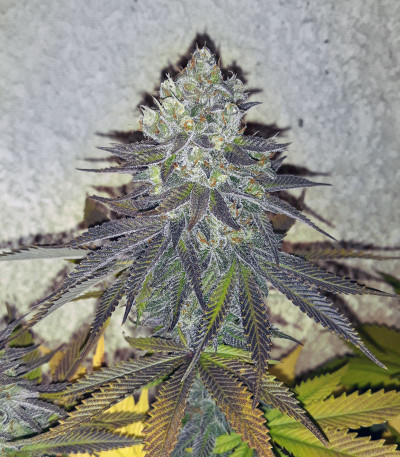 Семена сорта Dos-Vi-Dos fem (Семяныч)