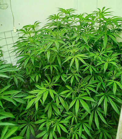 Семена сорта Red Dragon fem