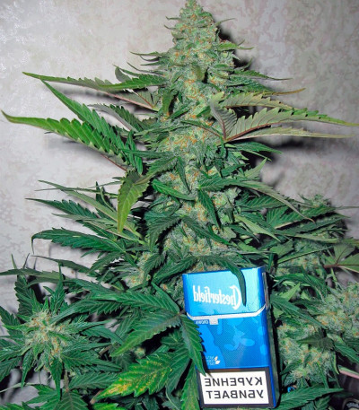 Семена конопли Belaya Gvardiya