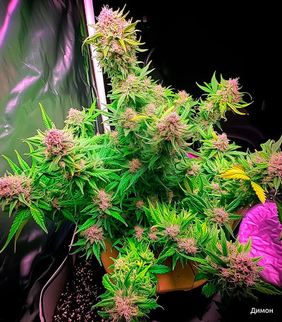 Семена сорта Tangie Auto fem