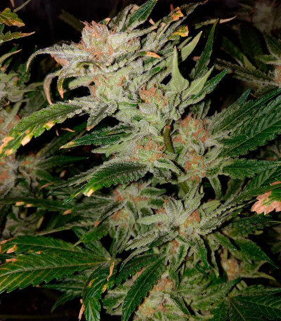 Семена сорта Skunk XL fem (Royal Queen Seeds)