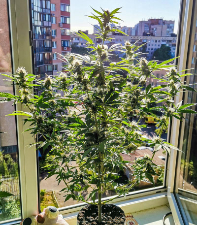 Семена сорта Sugar Black Rose Early Version fem (Delicious Seeds)