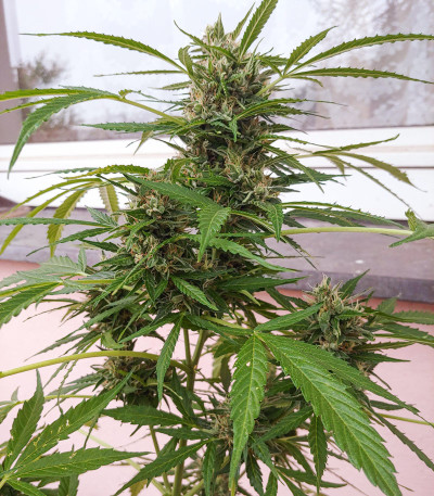 Семена сорта Auto Mazar fem (Dutch Passion)