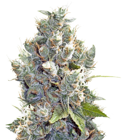Семена сорта BubbleGummer fem (Female Seeds)