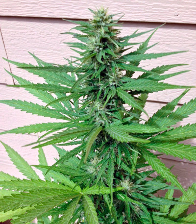 Семена сорта Thai Fantasy Max Auto fem