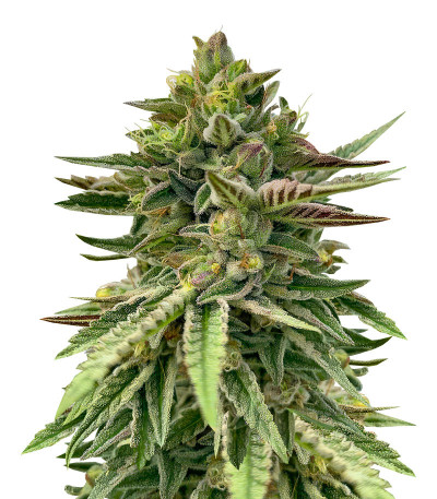 Семена сорта Humboldt Pound Cake fem (Humboldt Seed Company)