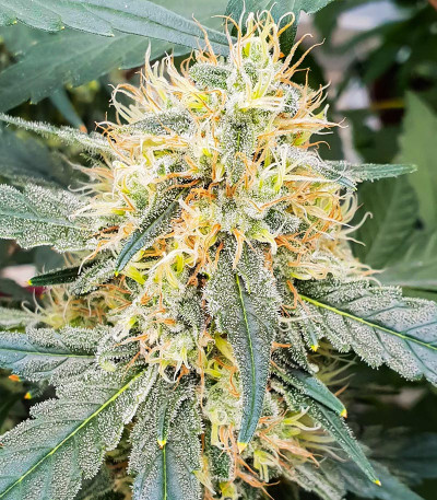 Семена сорта Stromboli Auto fem (Paradise Seeds)