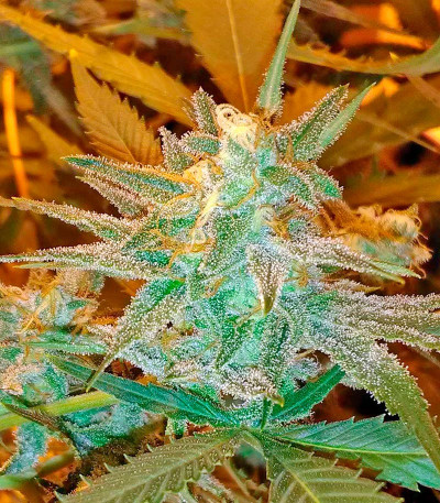 Семена сорта AK 48 fem (Nirvana Seeds)