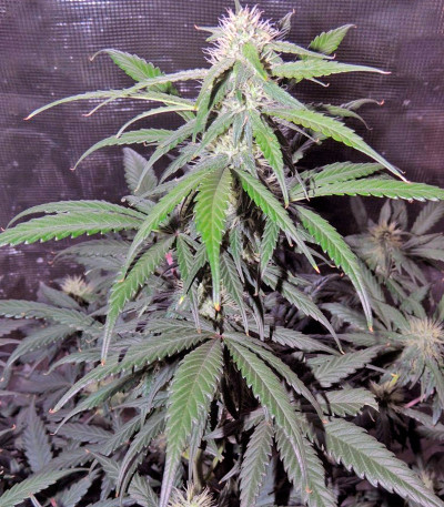 Семена сорта Auto Kryptonite fem (Pyramid Seeds)