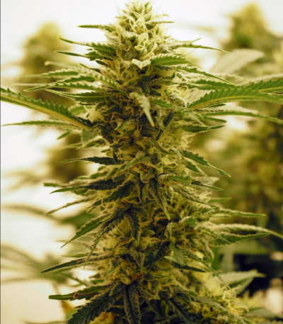 Семена сорта Auto Lemon Kix fem (Dutch Passion)