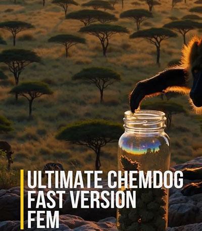 Семена сорта Ultimate Chemdog Fast Version fem (Семяныч)