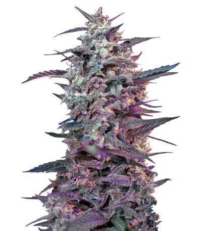 Семена сорта Bloody Skunk Auto fem (Sweet Seeds)