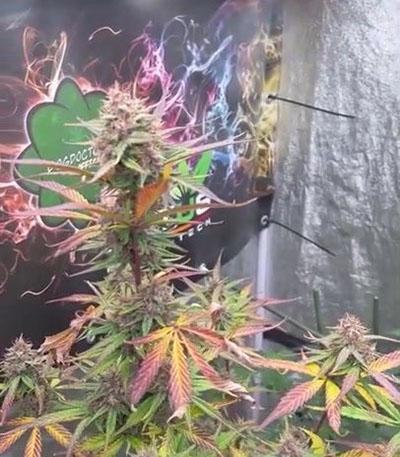 Семена сорта Blackberry auto fem (FastBuds)