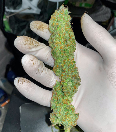 Семена сорта Auto Gelato #33 fem (Advanced Seeds)