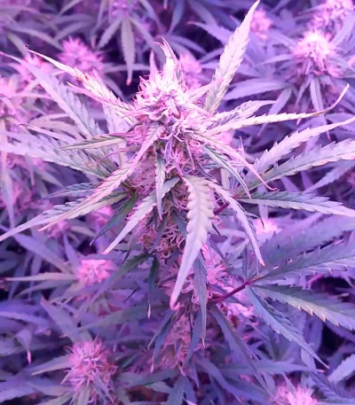 Семена сорта Spinning Buzz Kick Auto fem (Dr. Krippling Seeds)