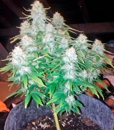 Семена сорта Wonder Woman reg (Nirvana Seeds)