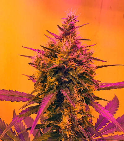 Семена сорта Green Poison Auto fem (Sweet Seeds)