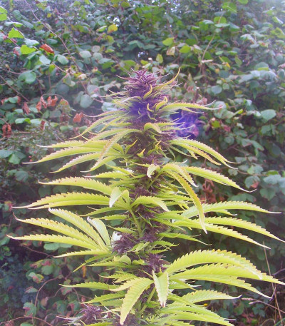 Семена сорта Purple #1 fem (Dutch Passion)