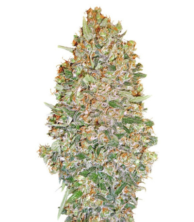Микс семян конопли Auto Collection #1 (00 Seeds)
