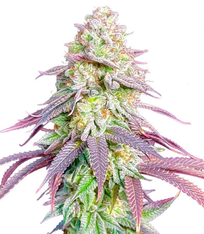 Семена сорта Lemon Orange fem (Green House Seeds)