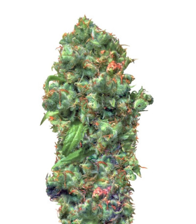 Семена сорта Love Peace fem (VIP Seeds)